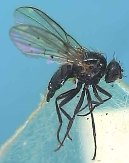 Paraphytomyza orphana